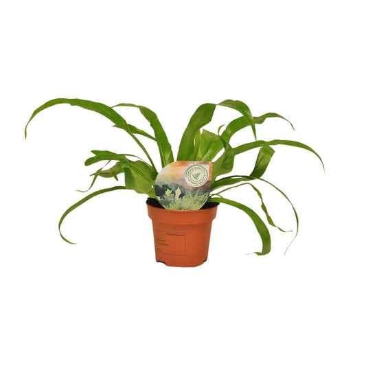 Asplenium Antiquum – Pflegeleichter Nierenfarn Ø12cm