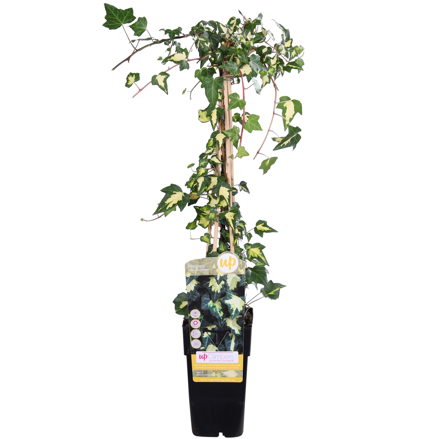 Hedera helix 'Goldheart' – Pflegeleichte Efeupflanze Ø15cm