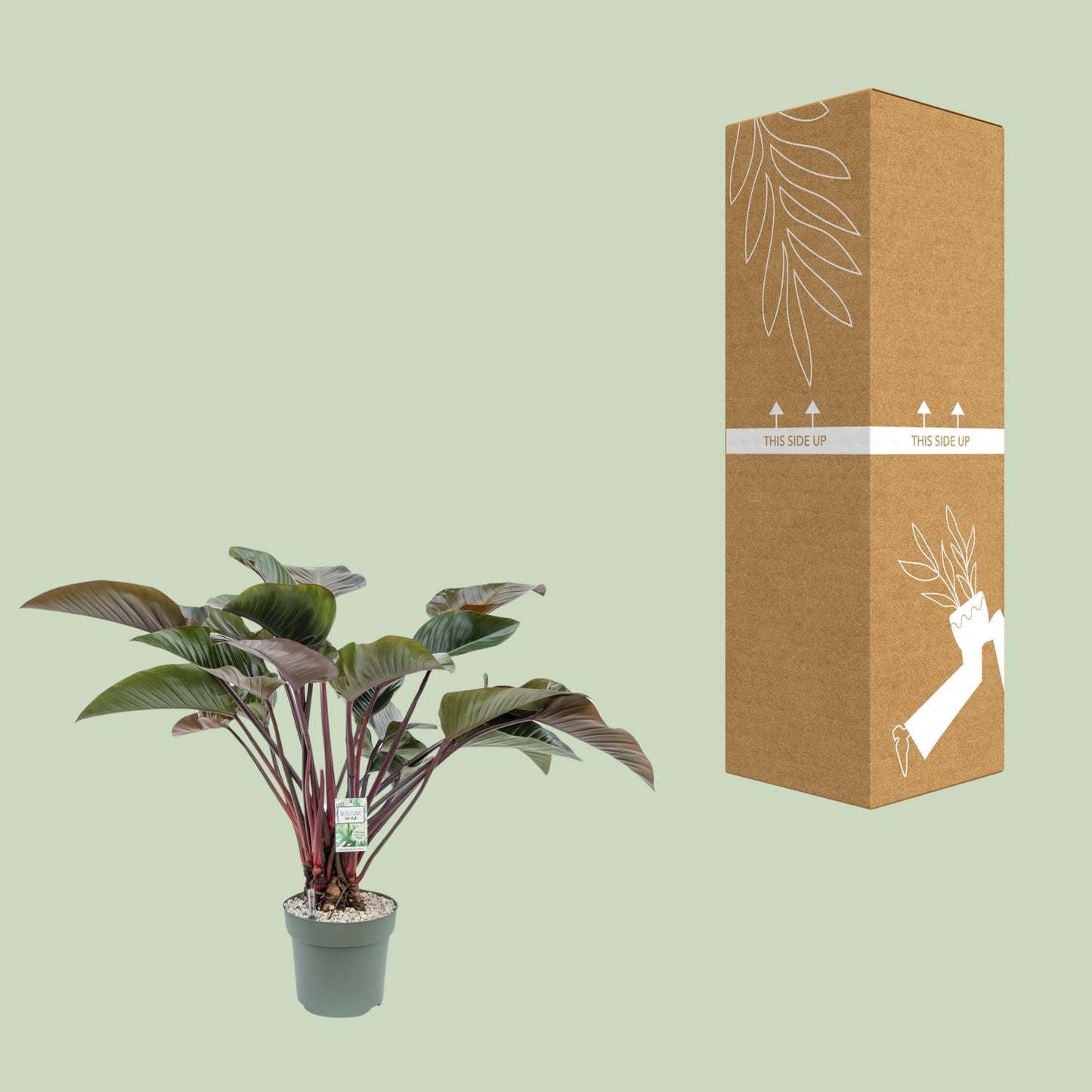 Philodendron Red Beauty – Pflegeleichte Zimmerpflanze Ø30cm
