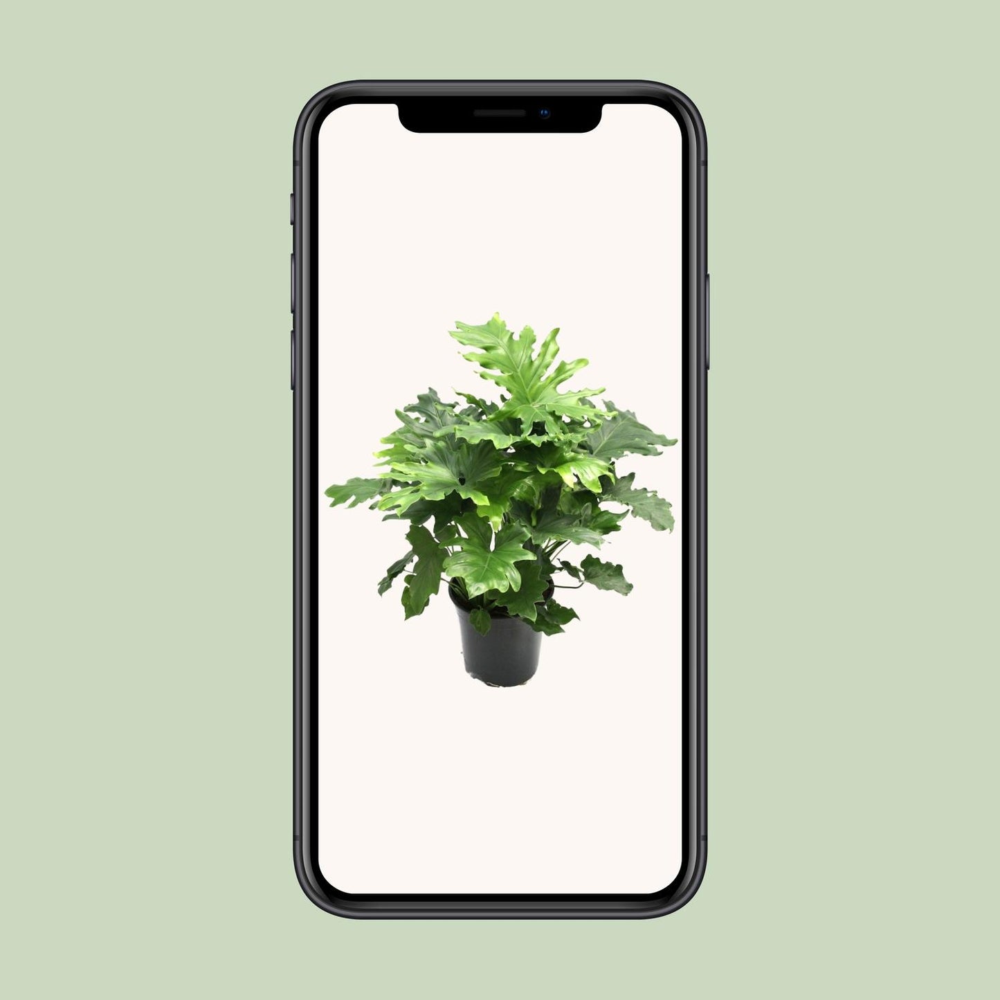 Philodendron Xanadu – Pflegeleichte tropische Zimmerpflanze Ø21cm
