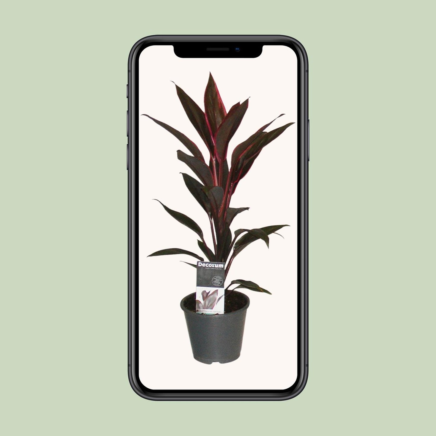Cordyline Tango – Exotische, pflegeleichte Zimmerpflanze Ø12cm