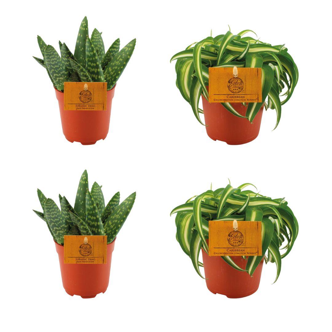 4er-Set Aloe Paradisicum & Chlorophytum Bonnie Ø10,5 cm