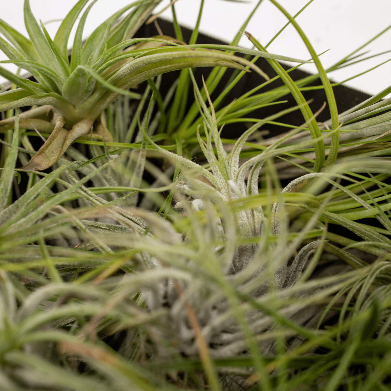 Tillandsia Air Mix – 5 pflegeleichte Luftpflanzen 6 cm