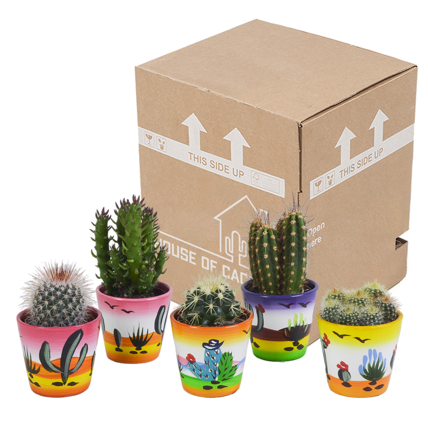 Kakteenmischung 5x im handbemalten Mexiko-Pot 5,5 cm