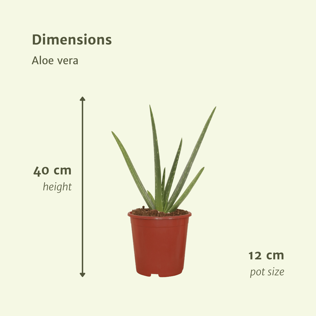 2x Aloe Vera Sukkulente – Pflegeleichte Zimmerpflanze 40 cm