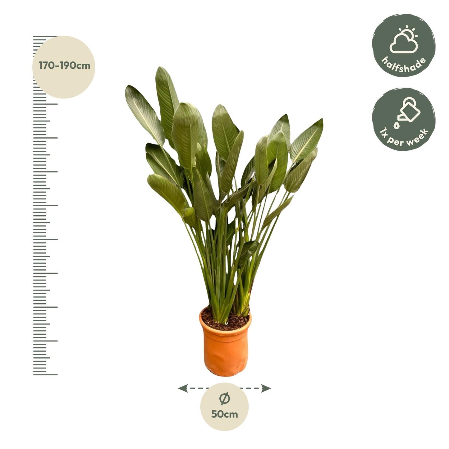 Strelitzia Reginae XXL – Exotische Paradiesvogelblume 200 cm