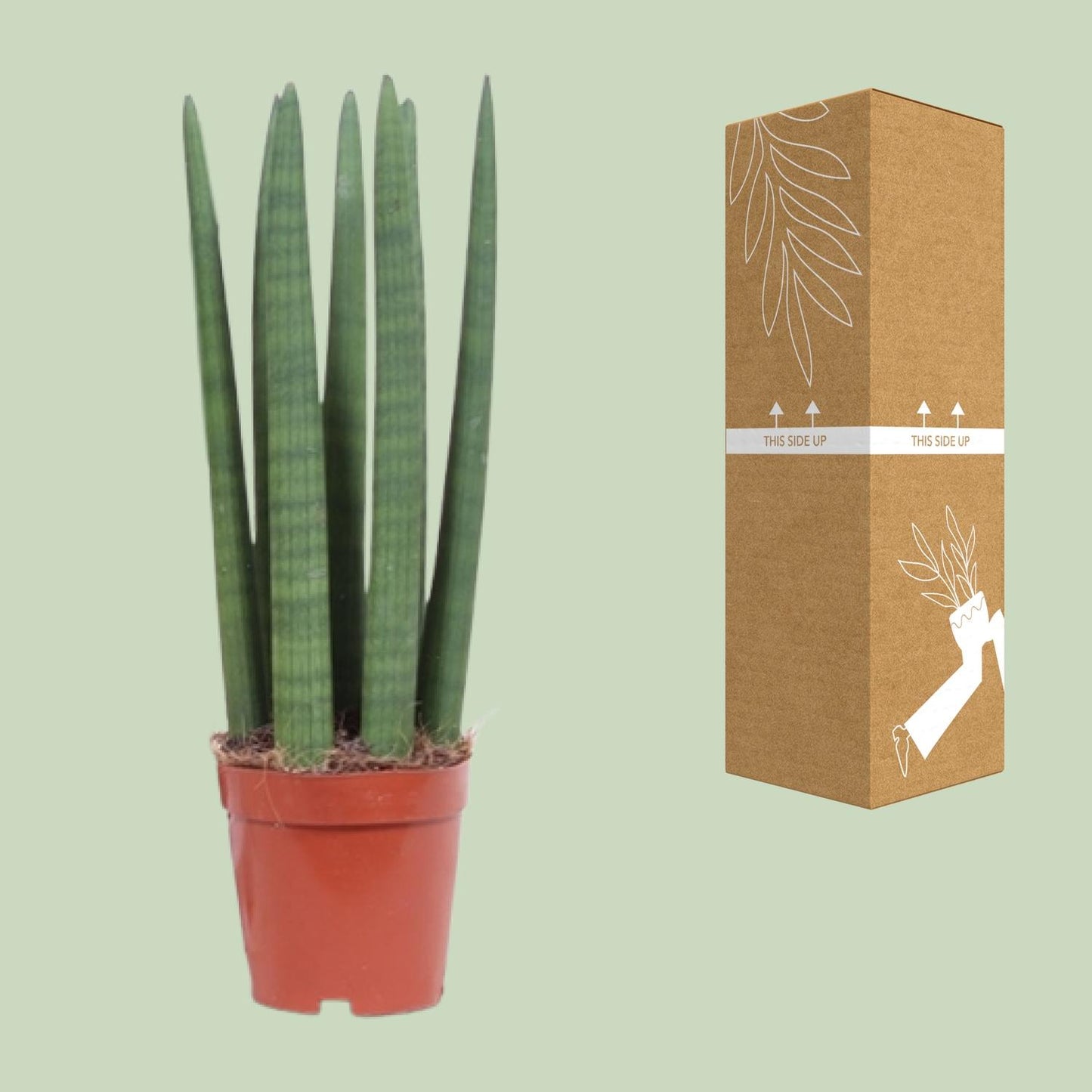 Sansevieria Straight – Pflegeleichte Schwiegermutterzunge Ø12cm