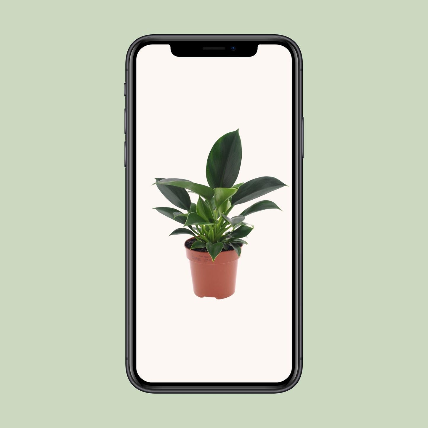 Philodendron Green Princess – Pflegeleichte Zimmerpflanze Ø12cm
