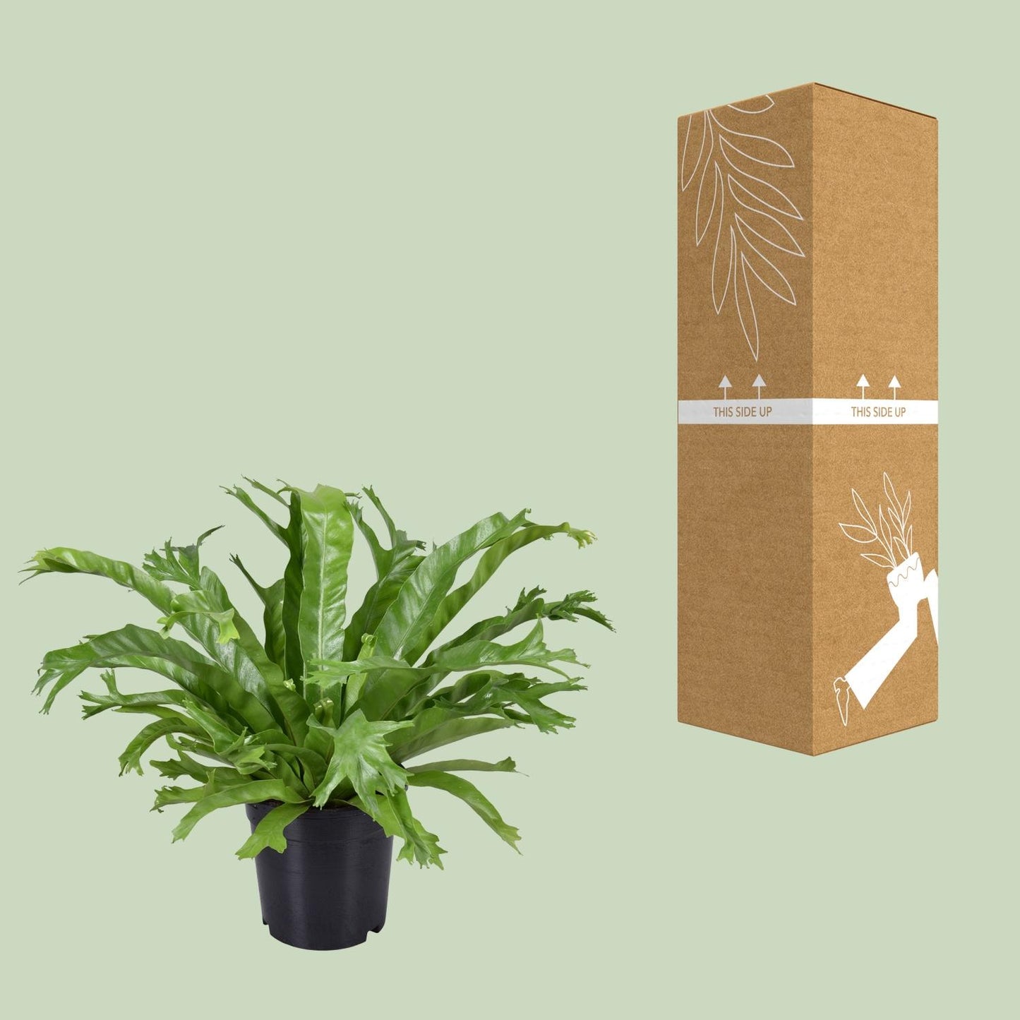 Asplenium nidus Crissie – Pflegeleichter Nestfarn Ø17cm