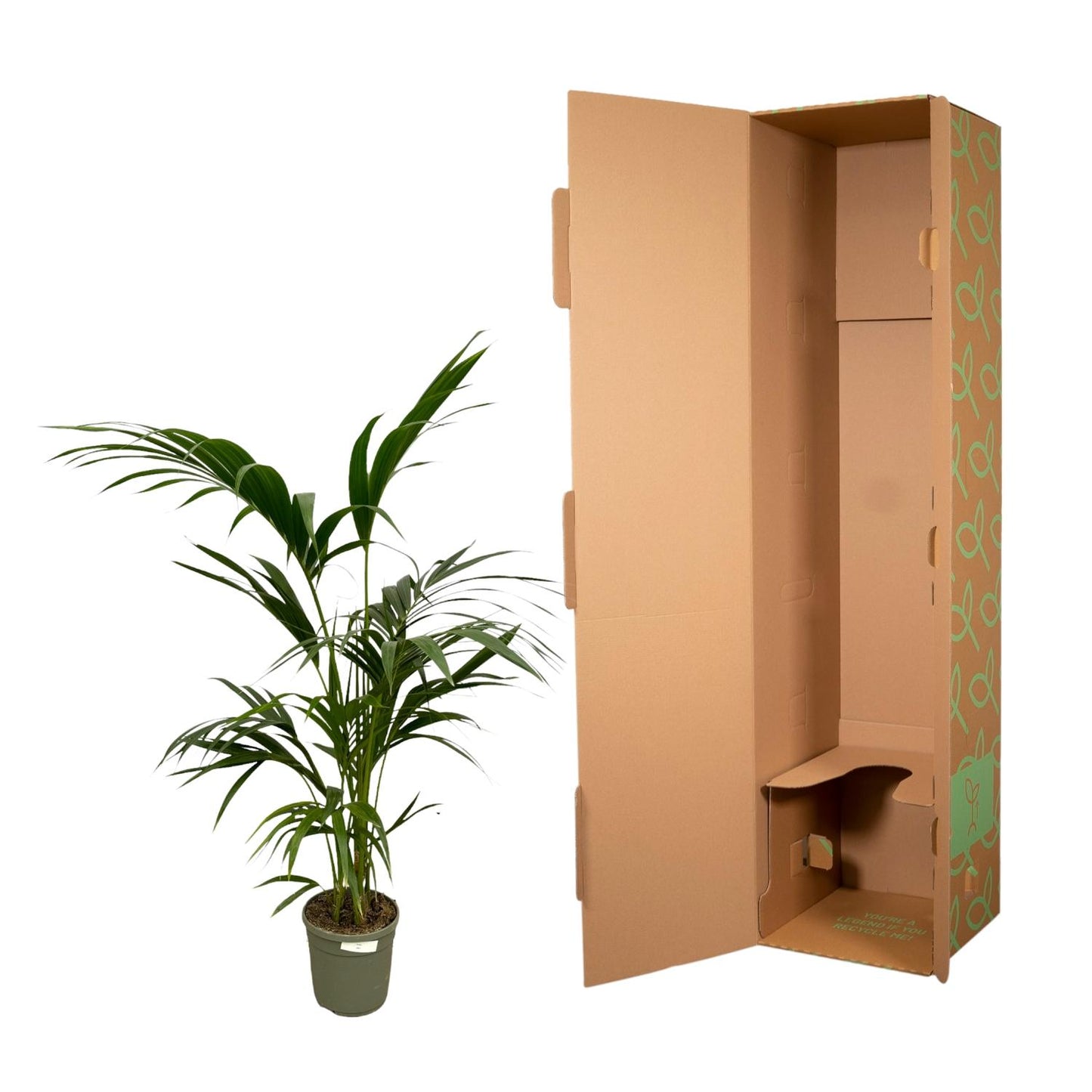 Kentia-Palme 130 cm – Pflegeleichte Zimmerpflanze