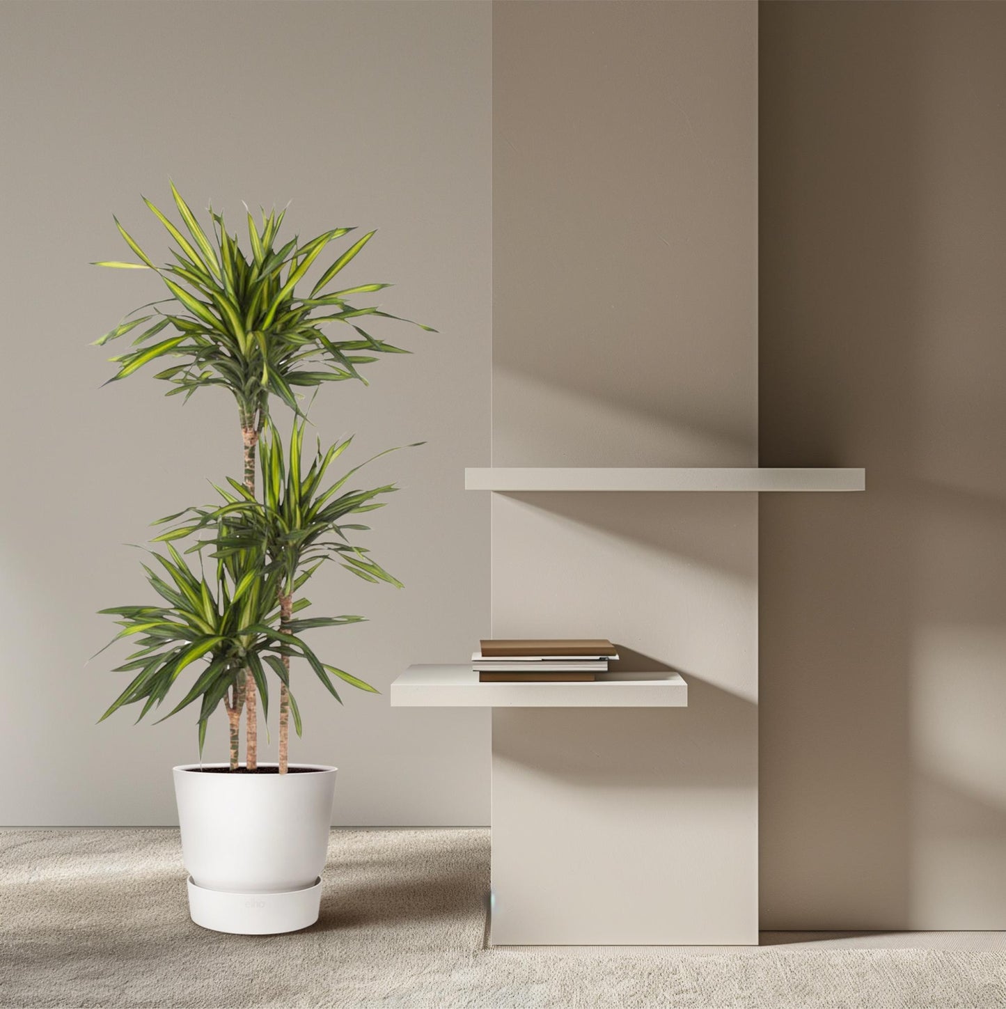 Dracaena Riki – pflegeleichte Zimmerpflanze 140 cm