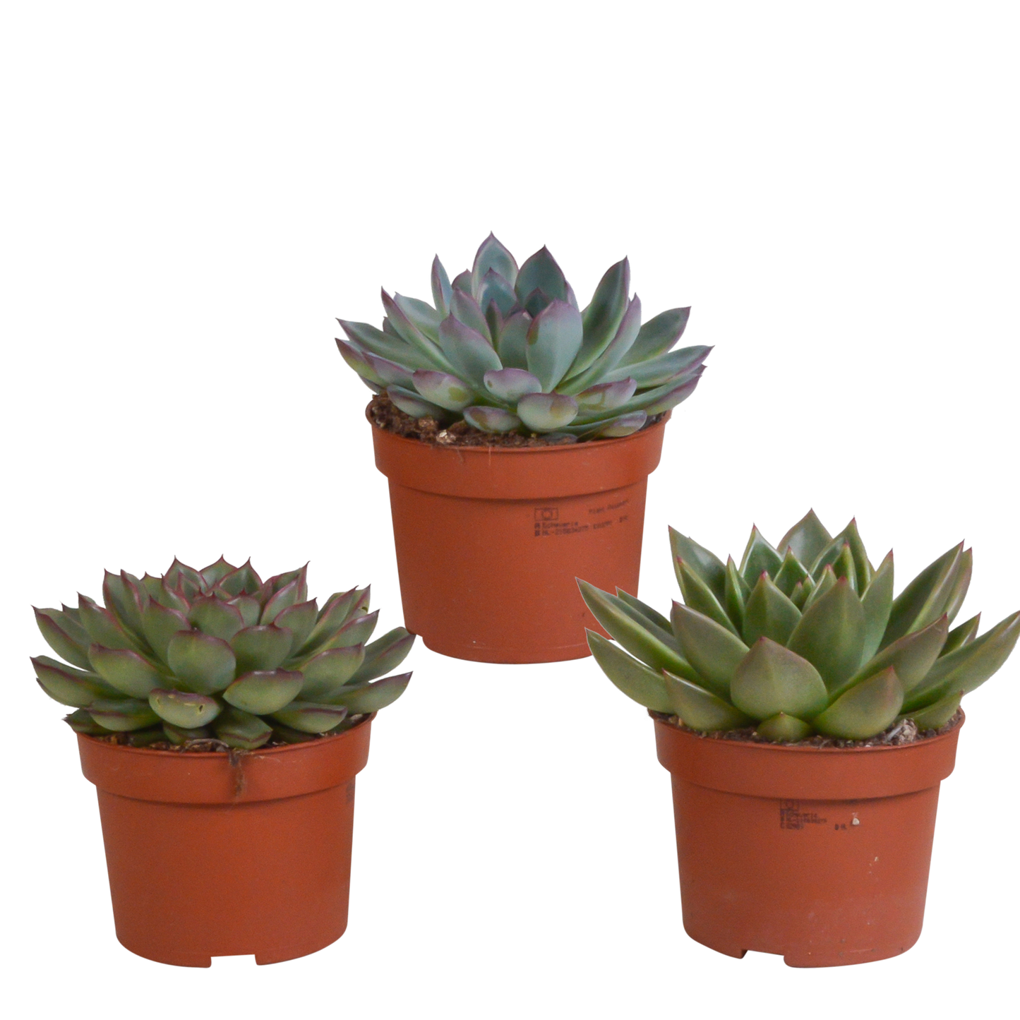Echeveria-Mix 10,5 cm – 3er Set ohne Topf