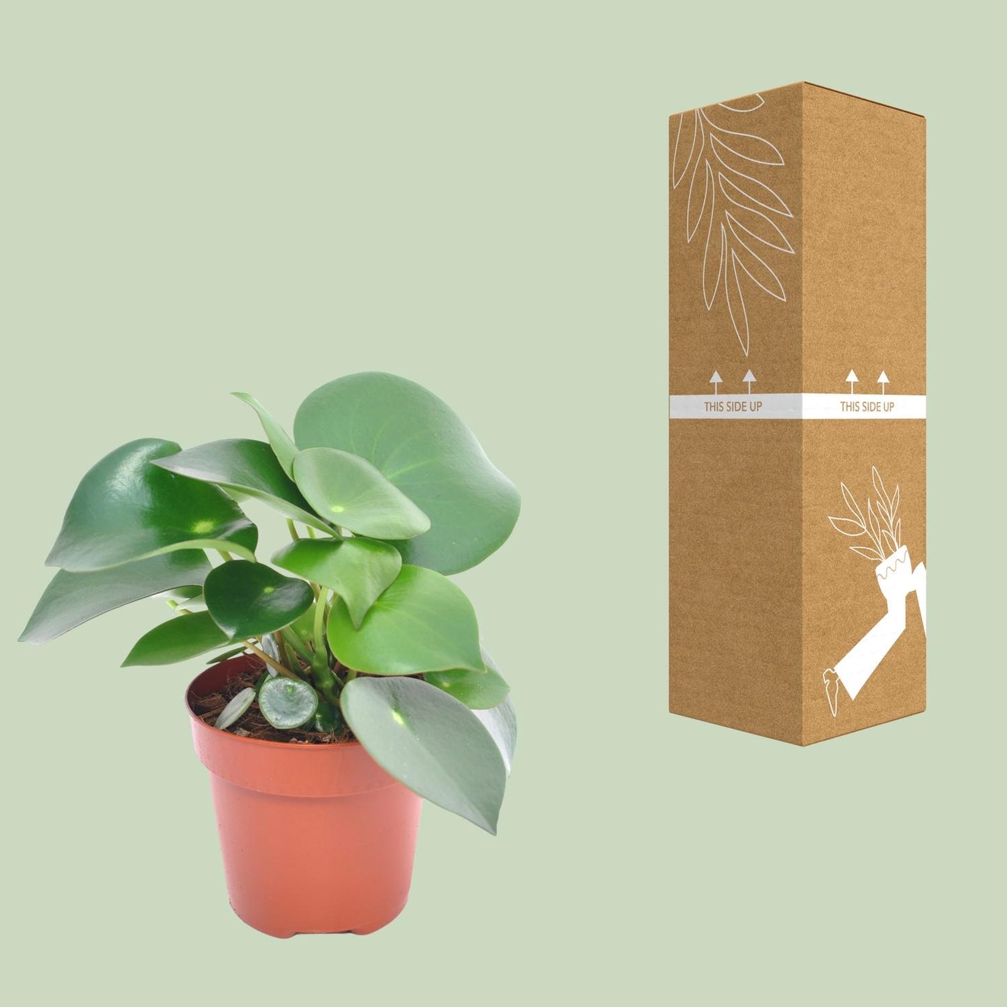 Peperomia Raindrop – Pflegeleichte Zimmerpflanze 12cm