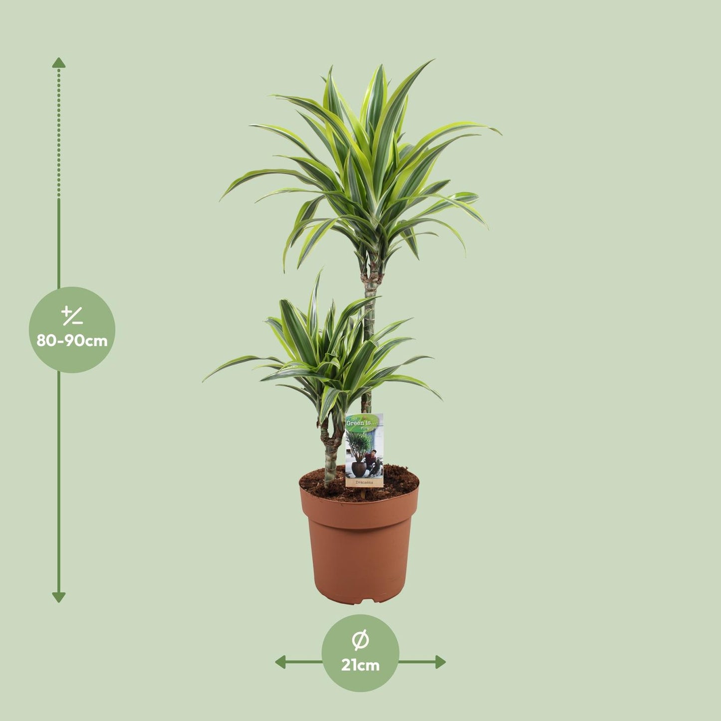 Drachenbaum Lemon Lime – 90 cm pflegeleichte Zimmerpflanze