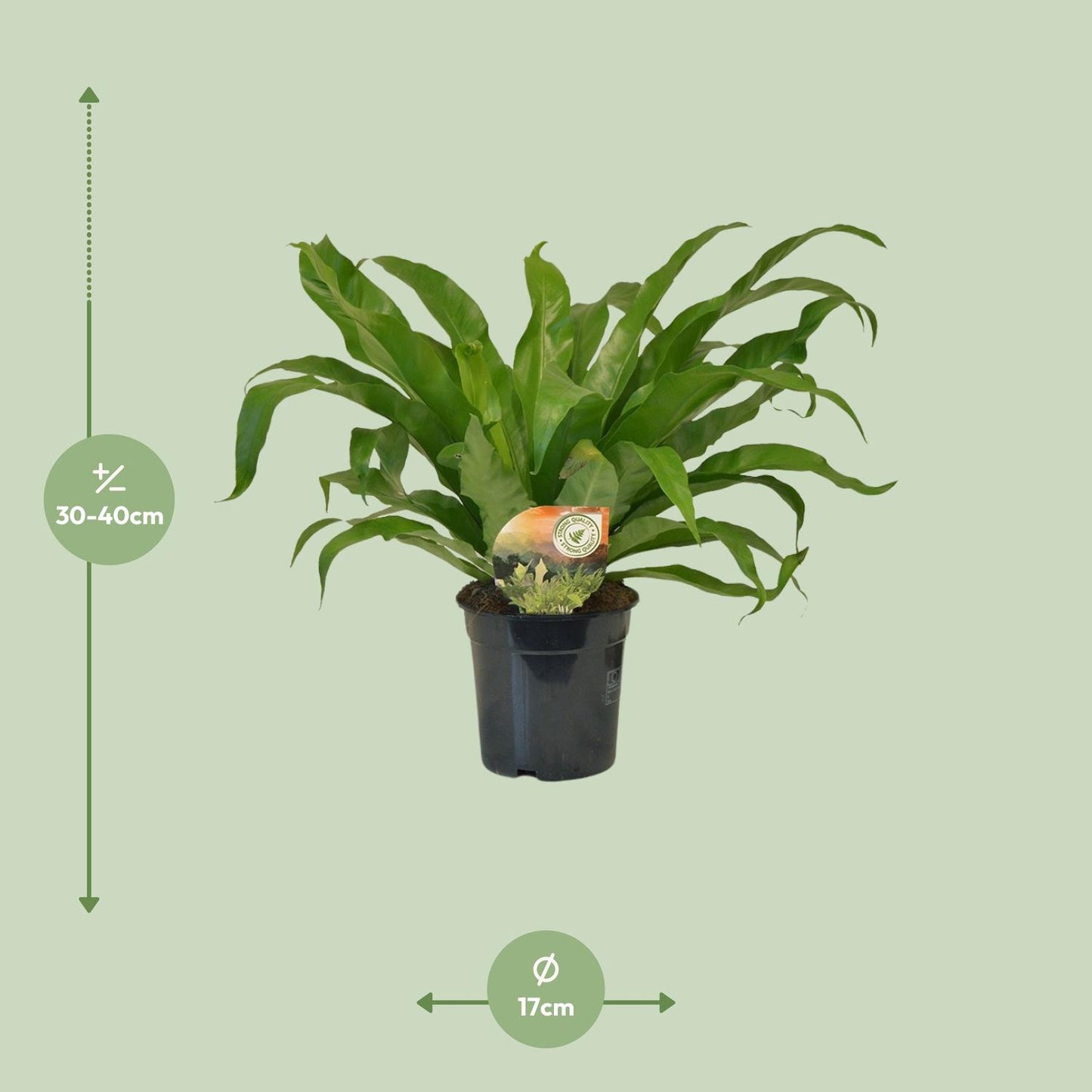 Asplenium Antiquum – Elegantes Spleenwort Ø17 cm, 40 cm hoch