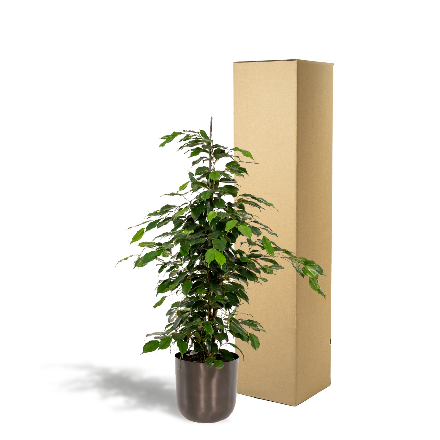 Ficus benjamina Danielle – Pflegeleichte Zimmerpflanze Ø21cm