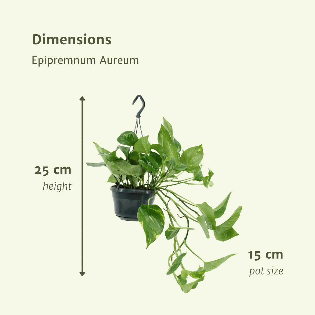 2x Epipremnum Aureum – pflegeleichte Zimmerpflanze 25 cm