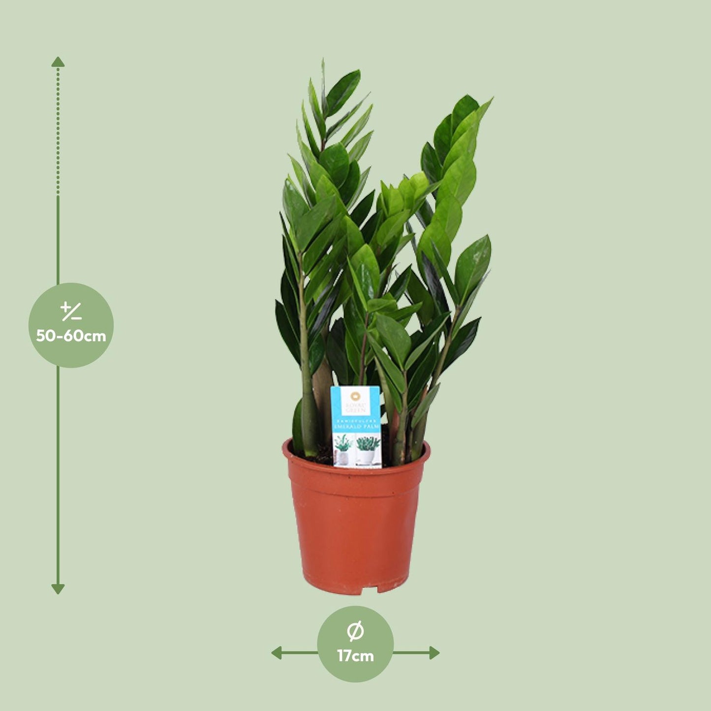 Zamioculcas Zamiifolia Ø17cm – Pflegeleichte ZZ-Pflanze bis 60cm