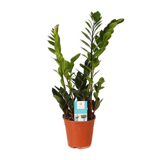 Zamioculcas Zamiifolia – Pflegeleichte Zimmerpflanze Ø14cm, 45cm hoch