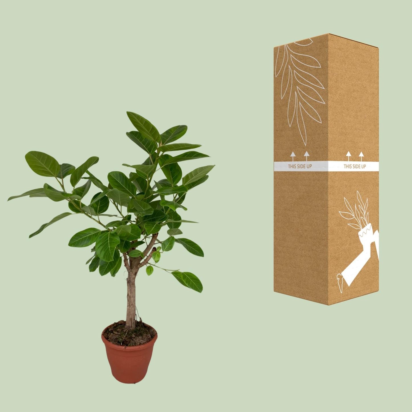 Ficus Altissima – Pflegeleichte Zimmerpflanze Ø26cm, 110cm hoch