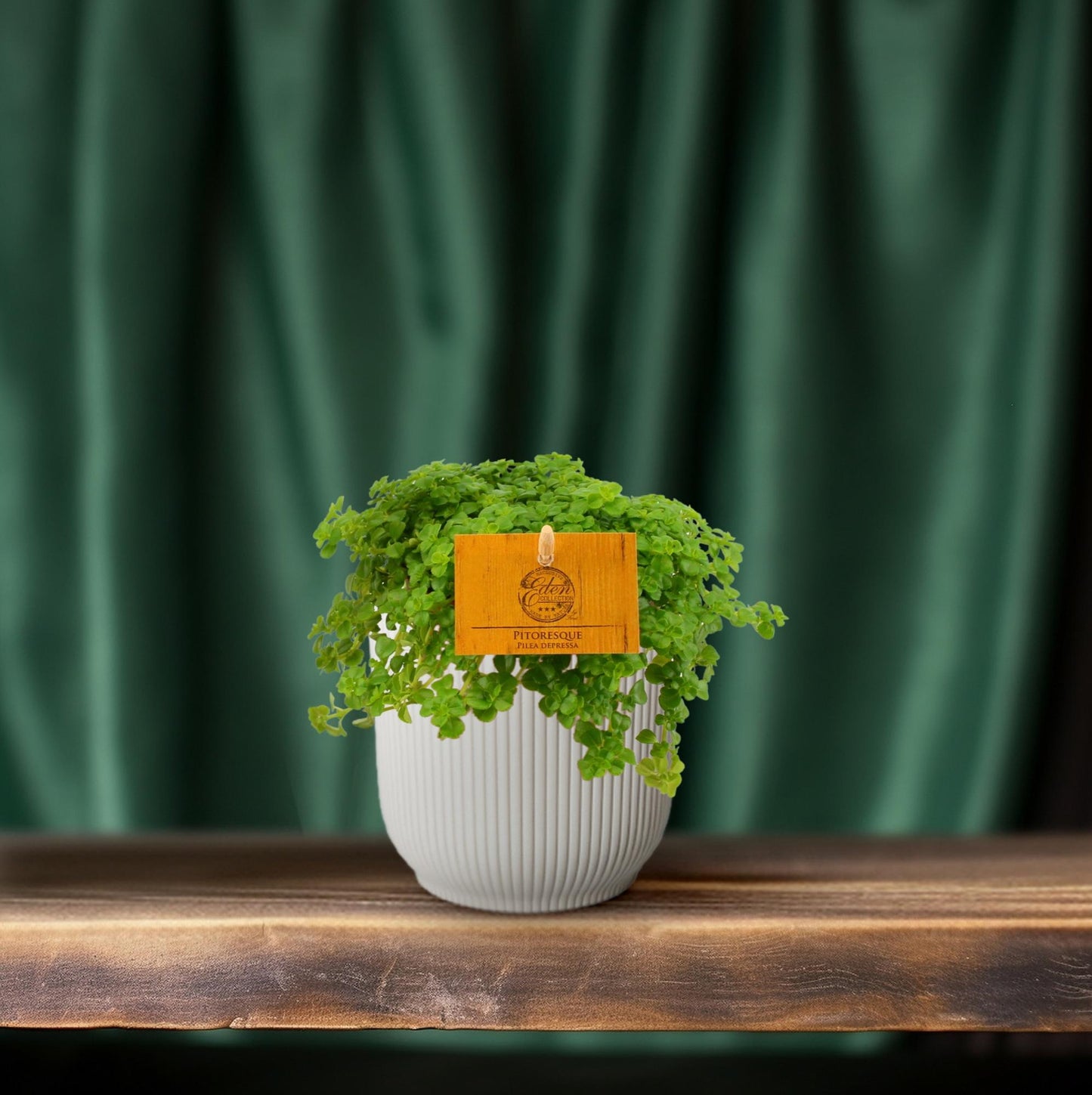 Pilea Depressa – Bubikopf Zimmerpflanze Ø12cm, pflegeleicht