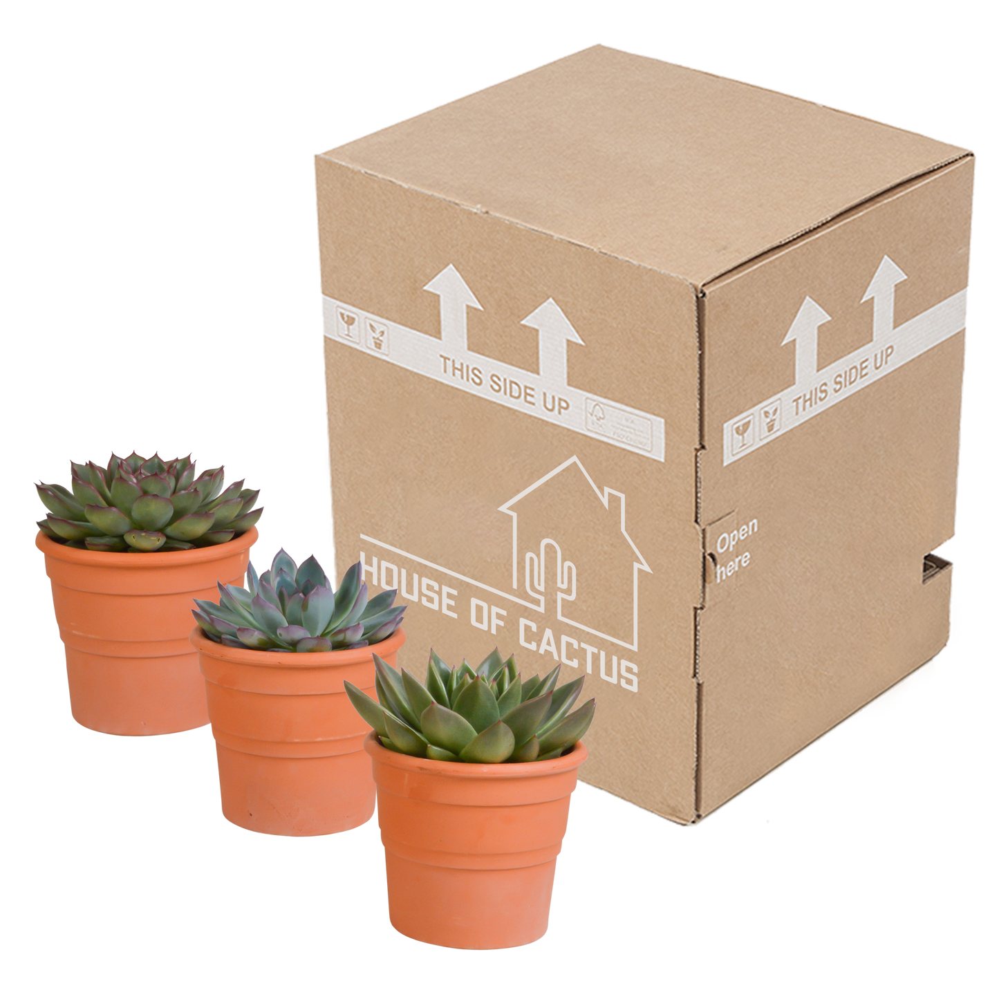 Echeveria-Mix 3er Set im Terrakottatopf 10,5 cm