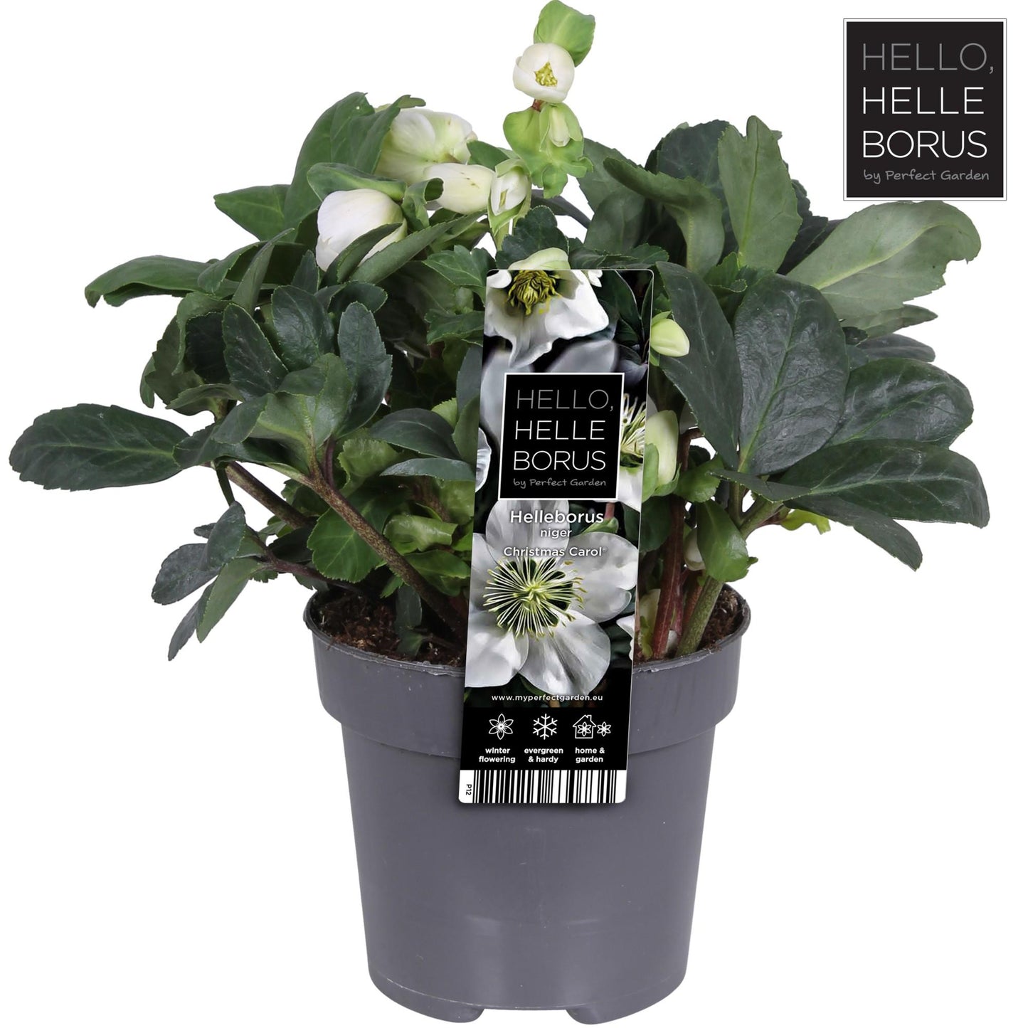 Christrose 'Christmas Carol' – Winterblühende Zimmer- und Gartenpflanze Ø12cm
