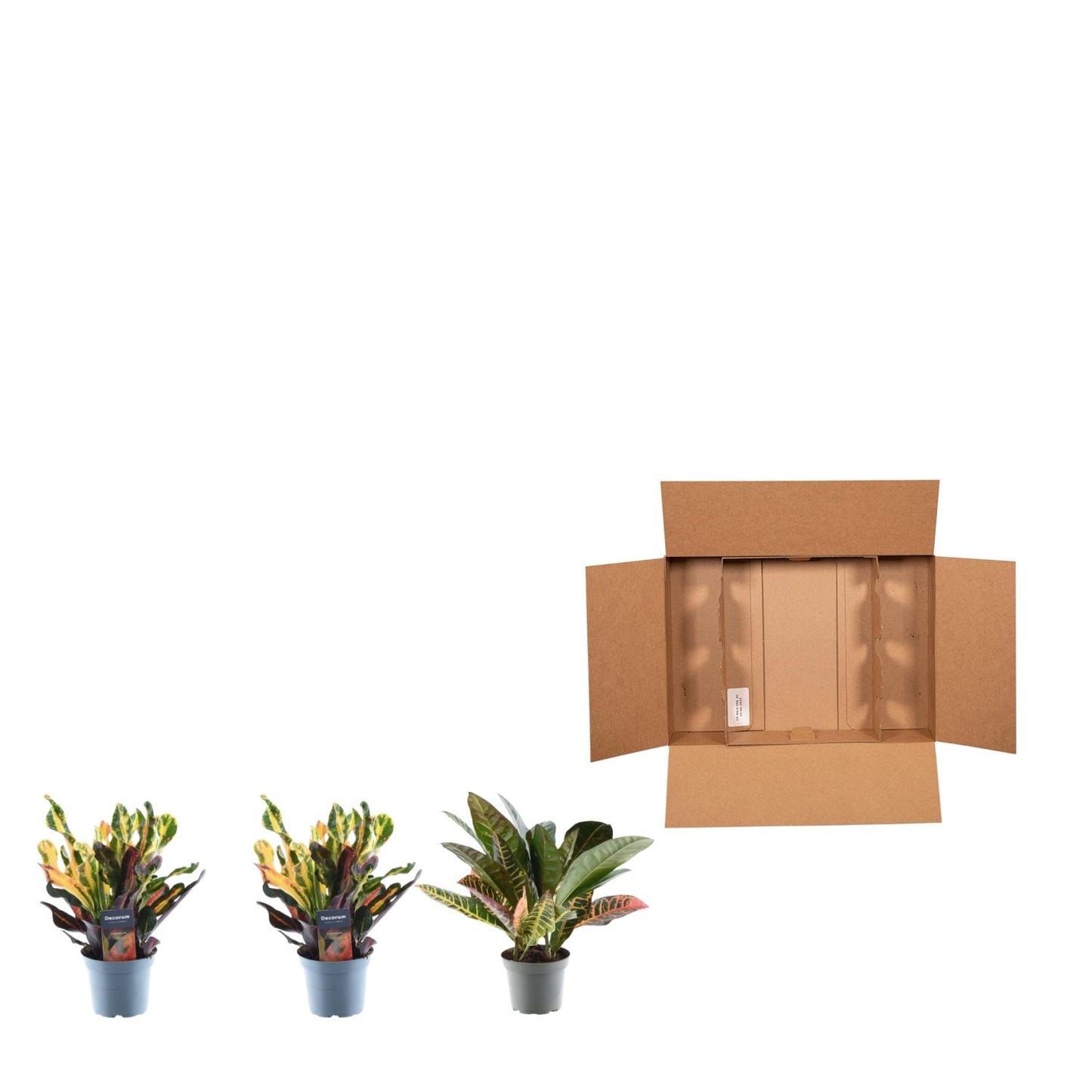 3x Croton Codiaeum Mix – 30 cm, Ø 12 cm – Bunte Zimmerpflanze