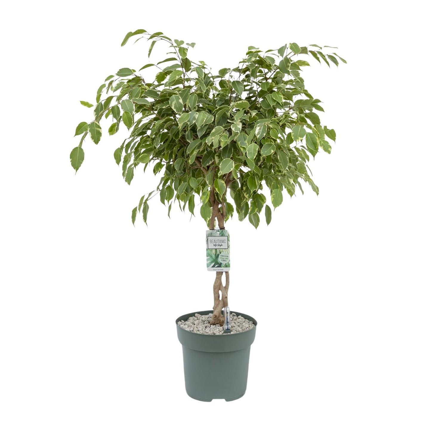 Ficus Safrana 'Golden King' – 100 cm pflegeleichte Zimmerpflanze