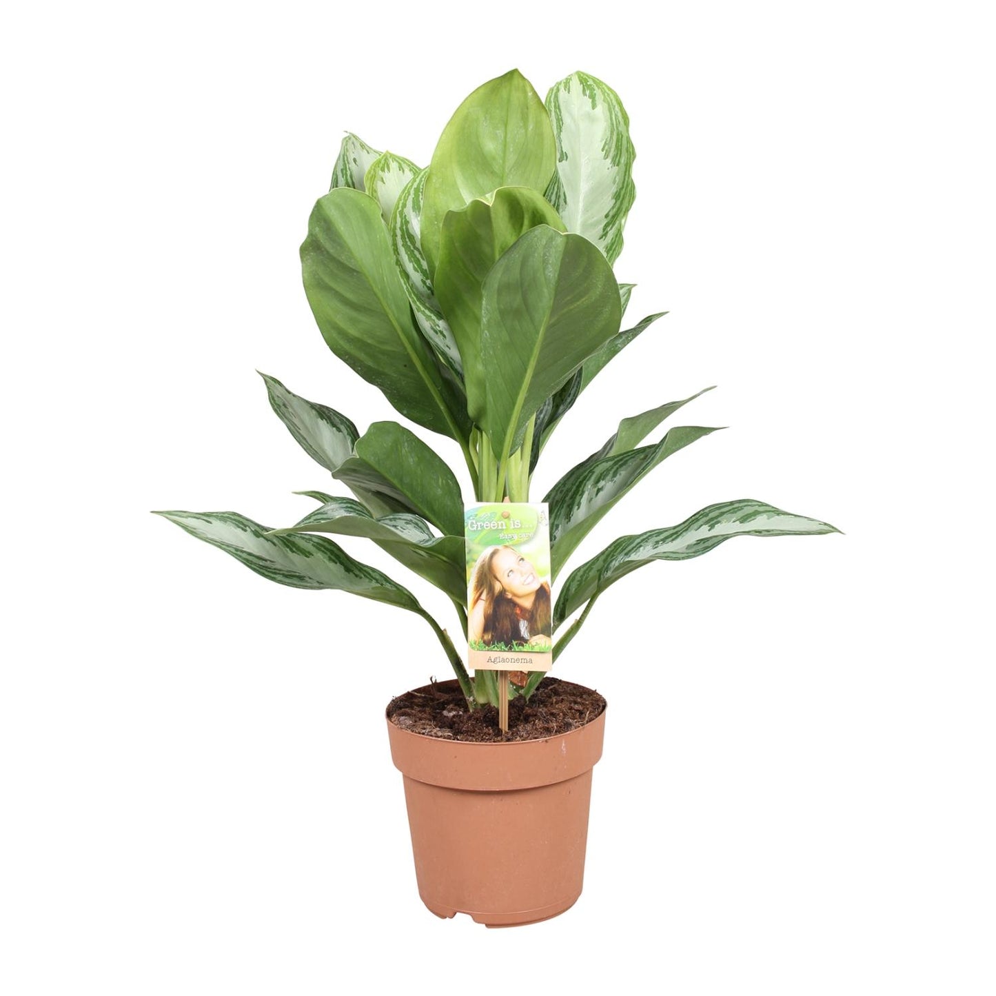 Aglaonema Silver Bay – Pflegeleichtes Chinesisches Immergrün Ø17cm