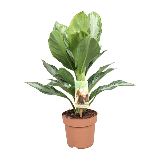 Aglaonema Silver Bay – Pflegeleichtes Chinesisches Immergrün Ø17cm