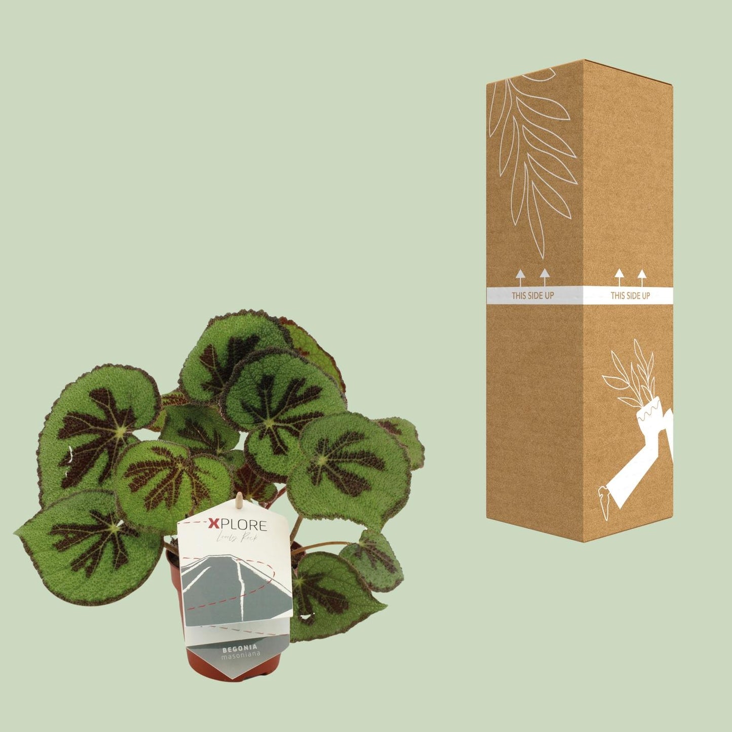 Begonia Masoniana Rock – Pflegeleichte King-Begonie Ø12 cm