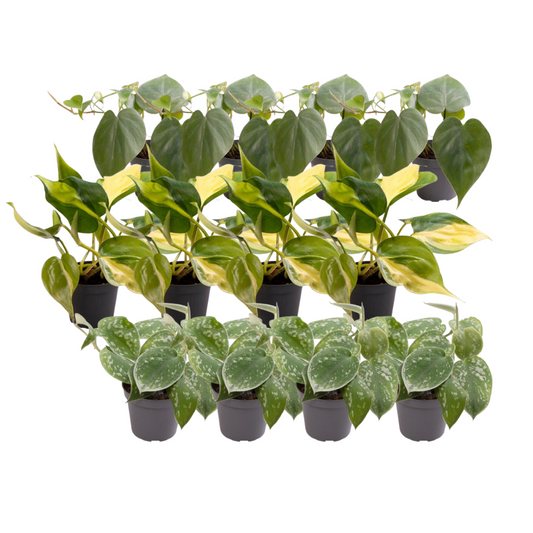 12x Philodendron Scandens Mix – Pflegeleichte Zimmerpflanzen