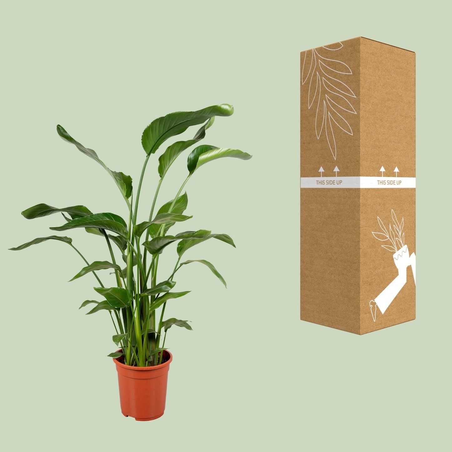 Strelitzia Nicolai – Tropische Paradiesvogelblume 100-120 cm