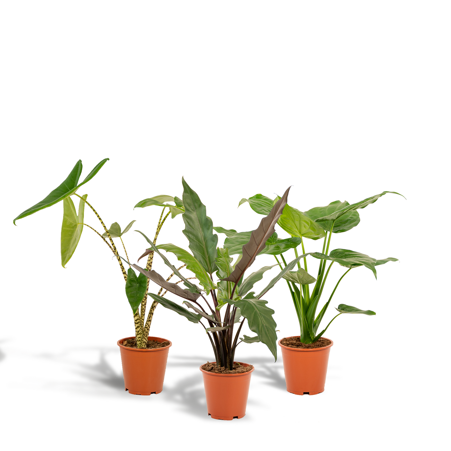 Alokasie Trio – Zebrina, Cucullata & Lauterbachiana Ø19cm