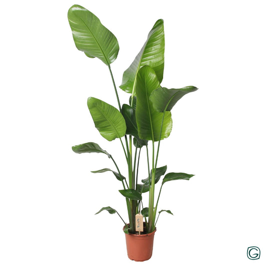 Strelitzia Nicolai 130 cm – Pflegeleichte Trendpflanze