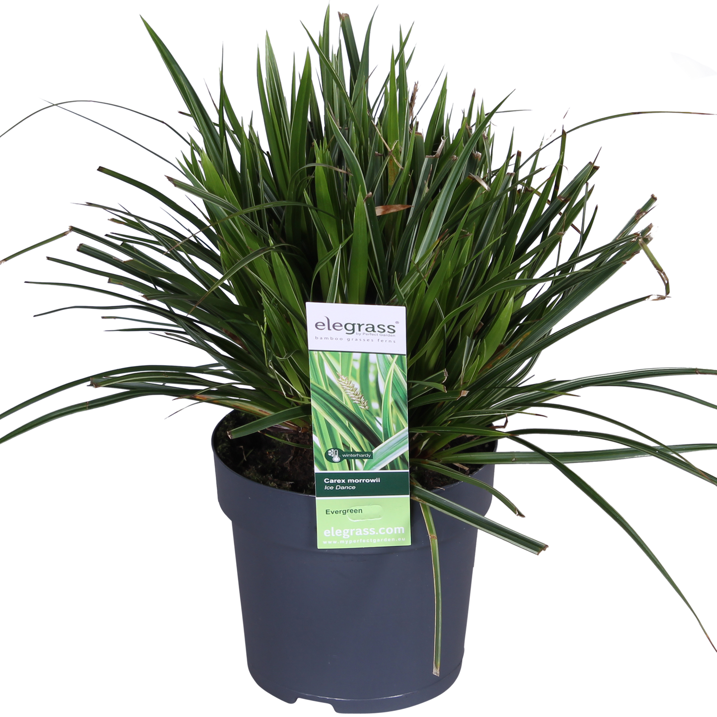 3x Carex morrowii 'Ice Dance' – Immergrünes Ziergras Ø14cm