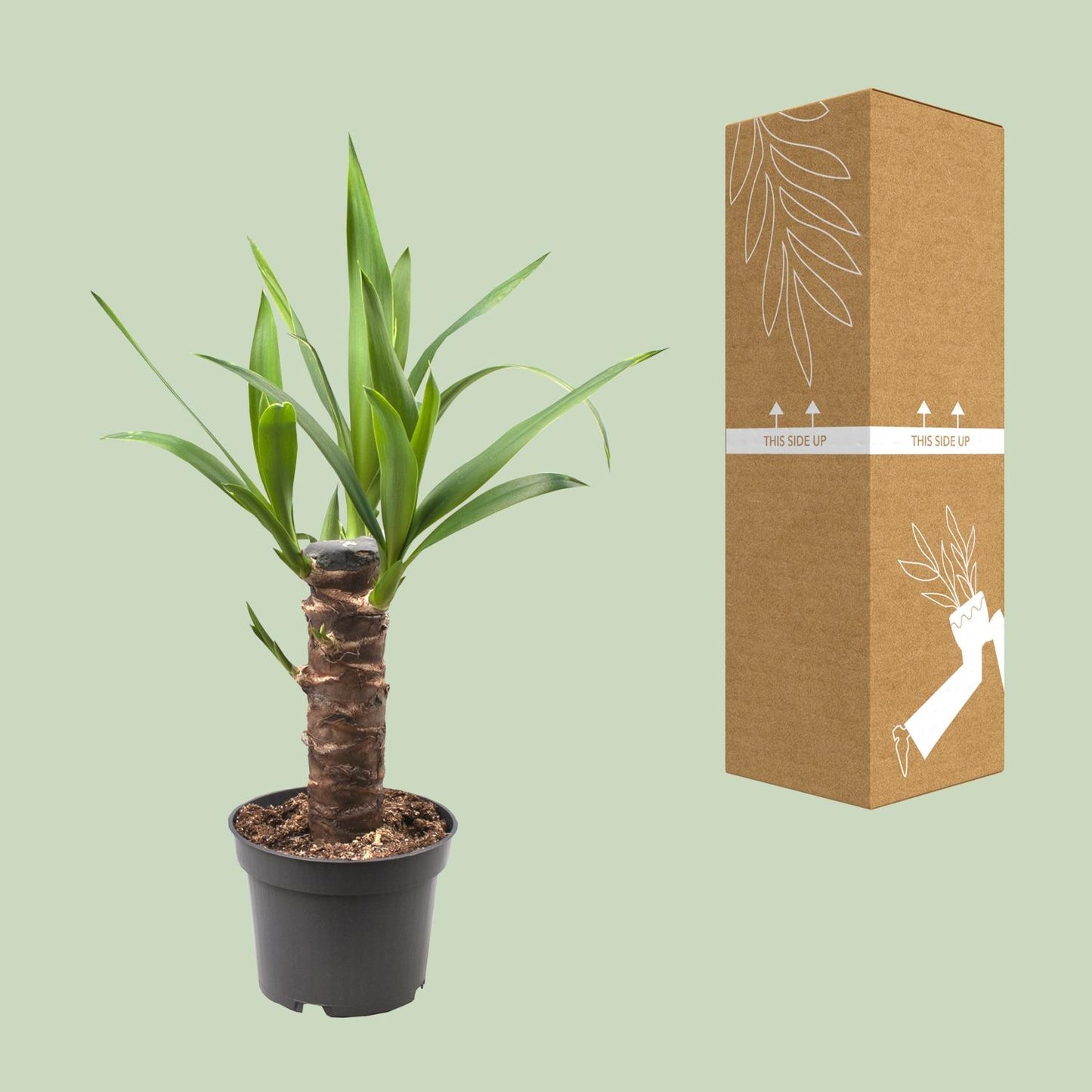 Yucca Elephantipes – Pflegeleichte Zimmerpflanze Ø12cm