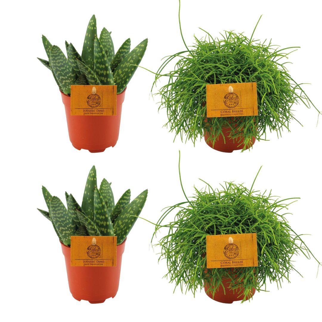 4er Set Aloe Paradisicum & Rhipsalis Cassutha Ø10,5cm