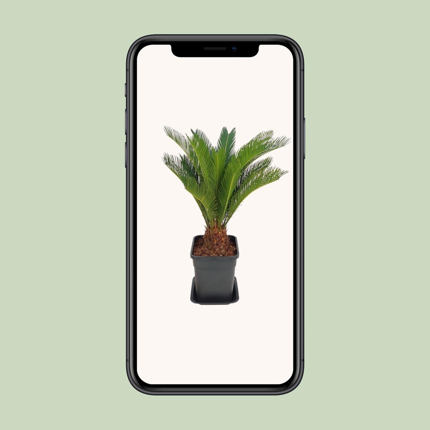 Cycas Revoluta – Pflegeleichte Farne-Palme Ø21cm