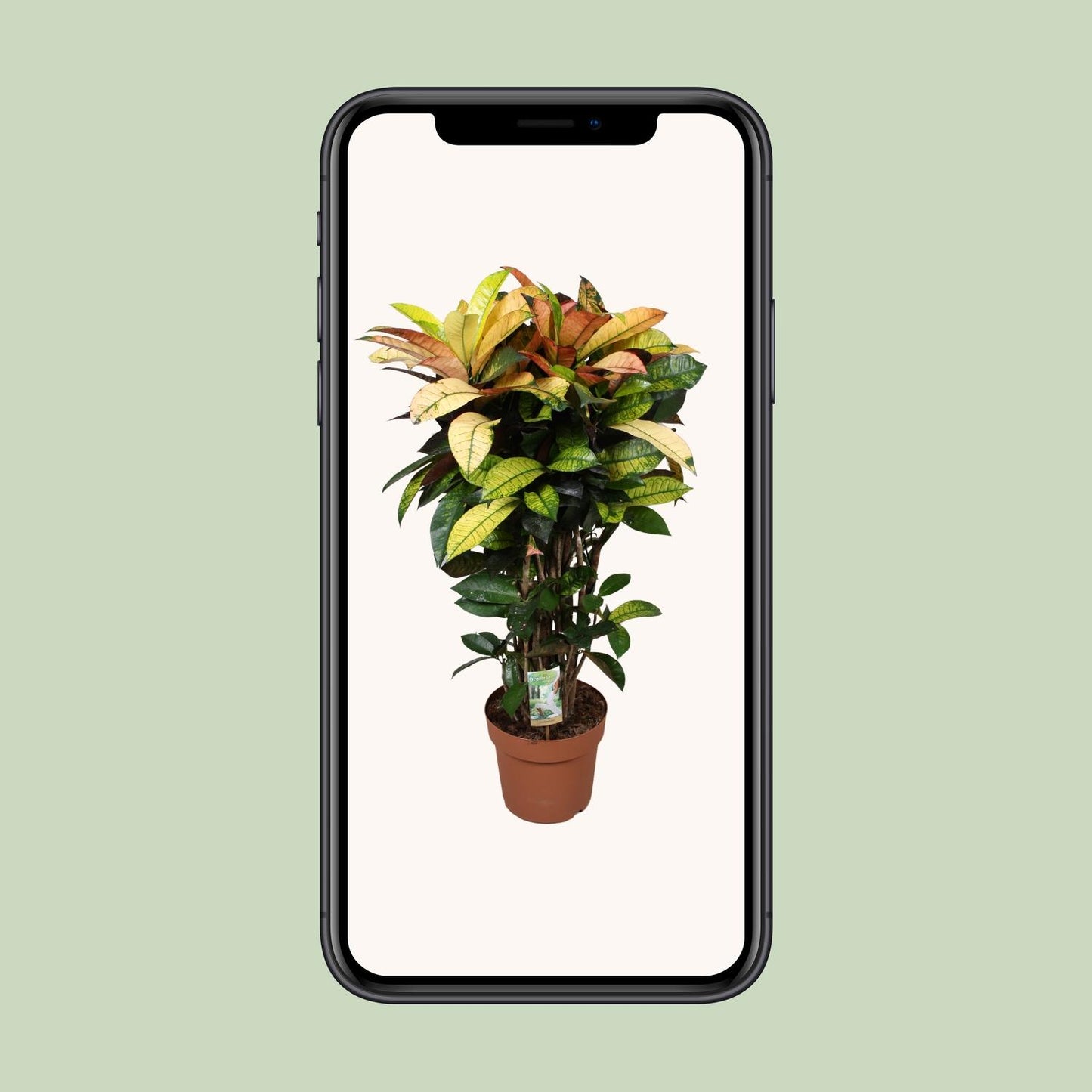 Codiaeum Mrs Iceton – Bunte, pflegeleichte Zimmerpflanze Ø24cm, 80cm hoch