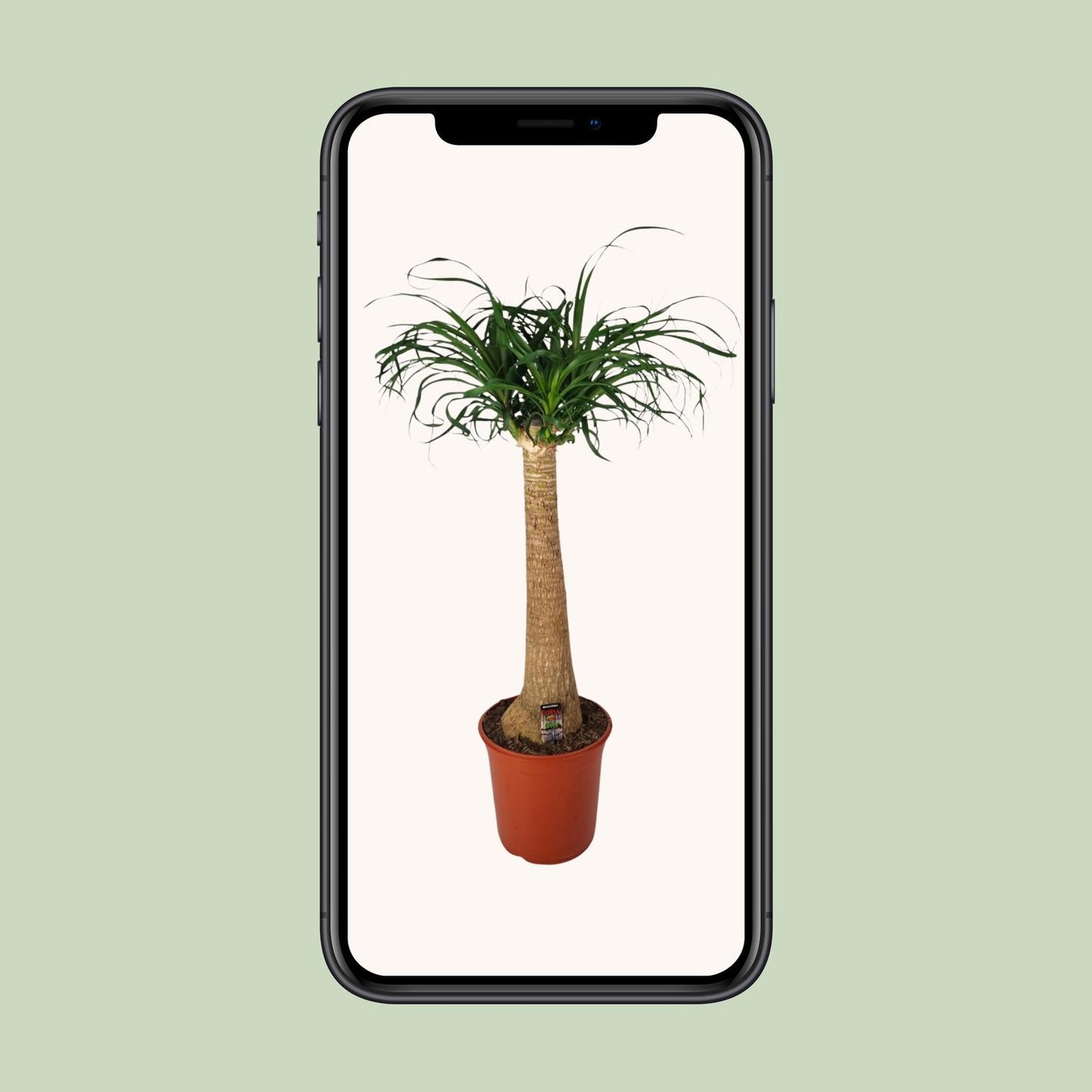 Beaucarnea Nolina – Pflegeleichte Zimmerpflanze Ø24cm, 95cm hoch