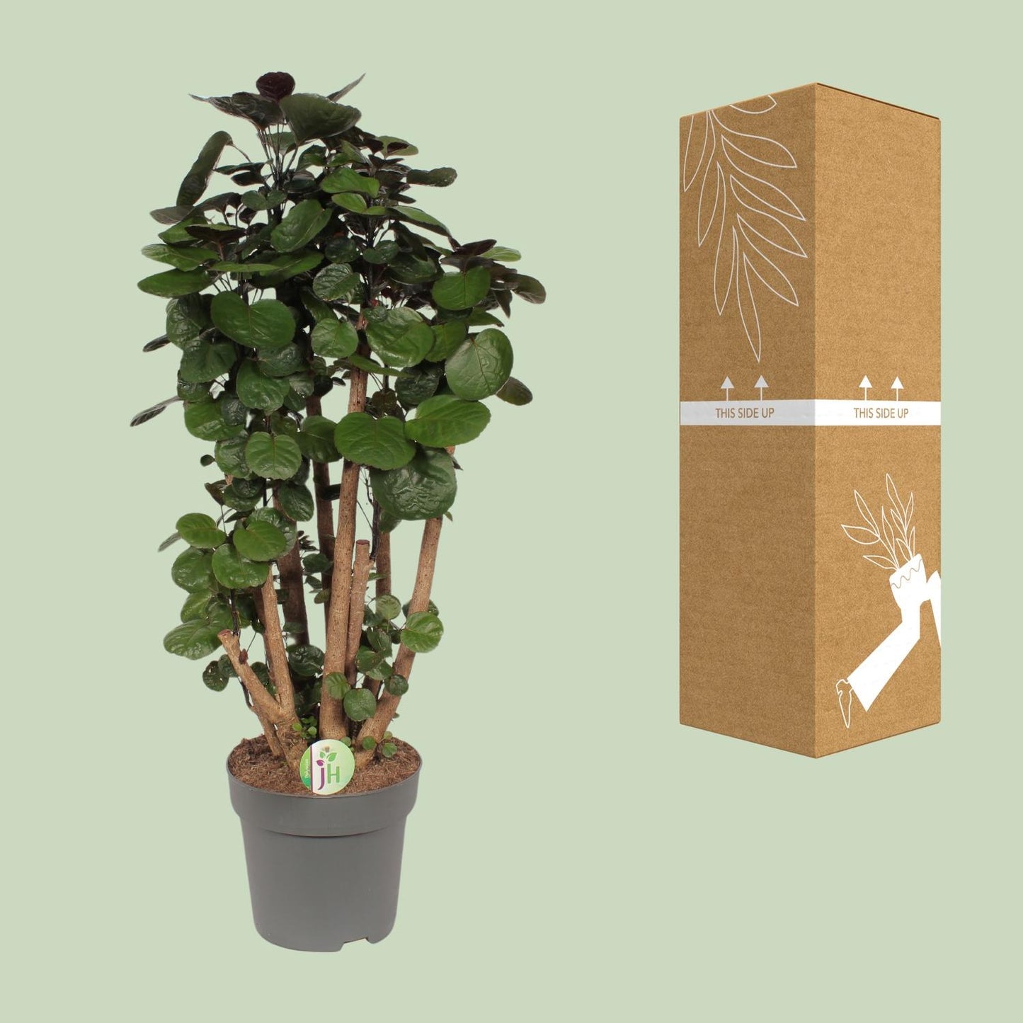 Polyscias Fabian – Pflegeleichte Zimmerpflanze Ø24cm