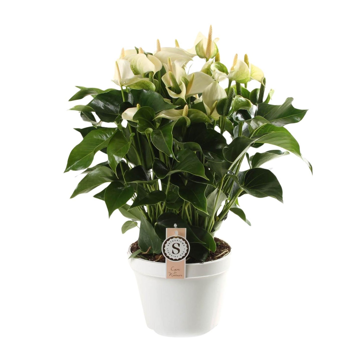 Anthurium White Champion – Tropische, pflegeleichte Zimmerpflanze Ø21cm
