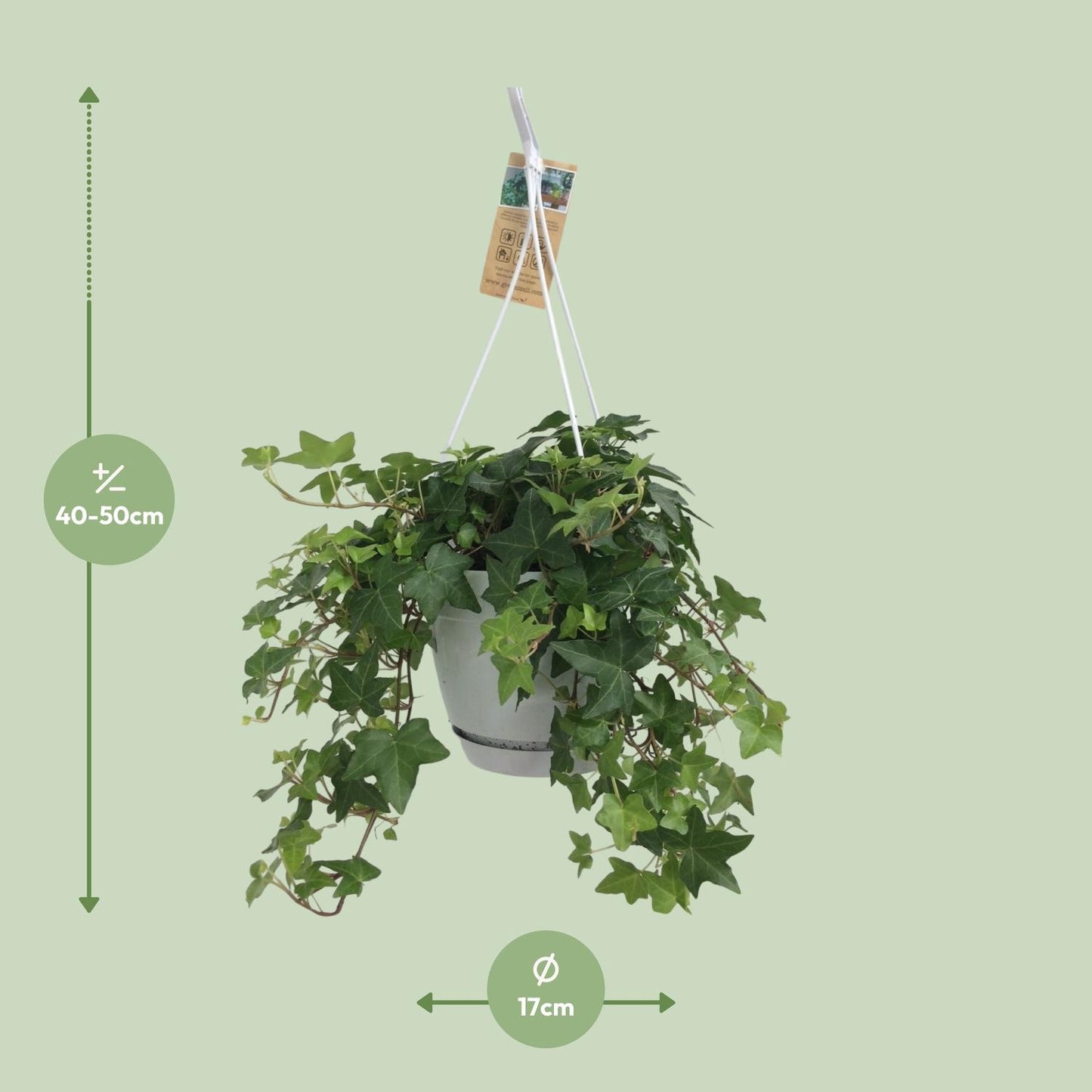 Hedera Helix Groen – Pflegeleichter Efeu im Hangtopf Ø17cm