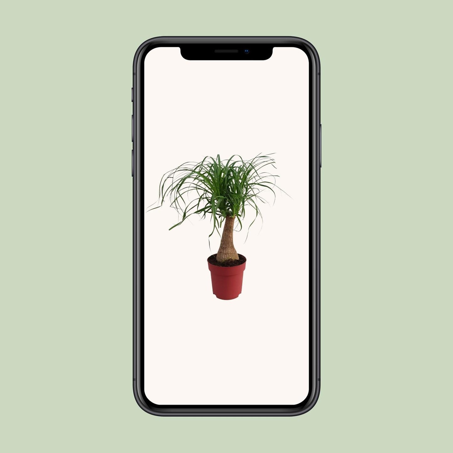 Elefantenfuß 'Maya Palm' – 70 cm pflegeleichte Zimmerpflanze