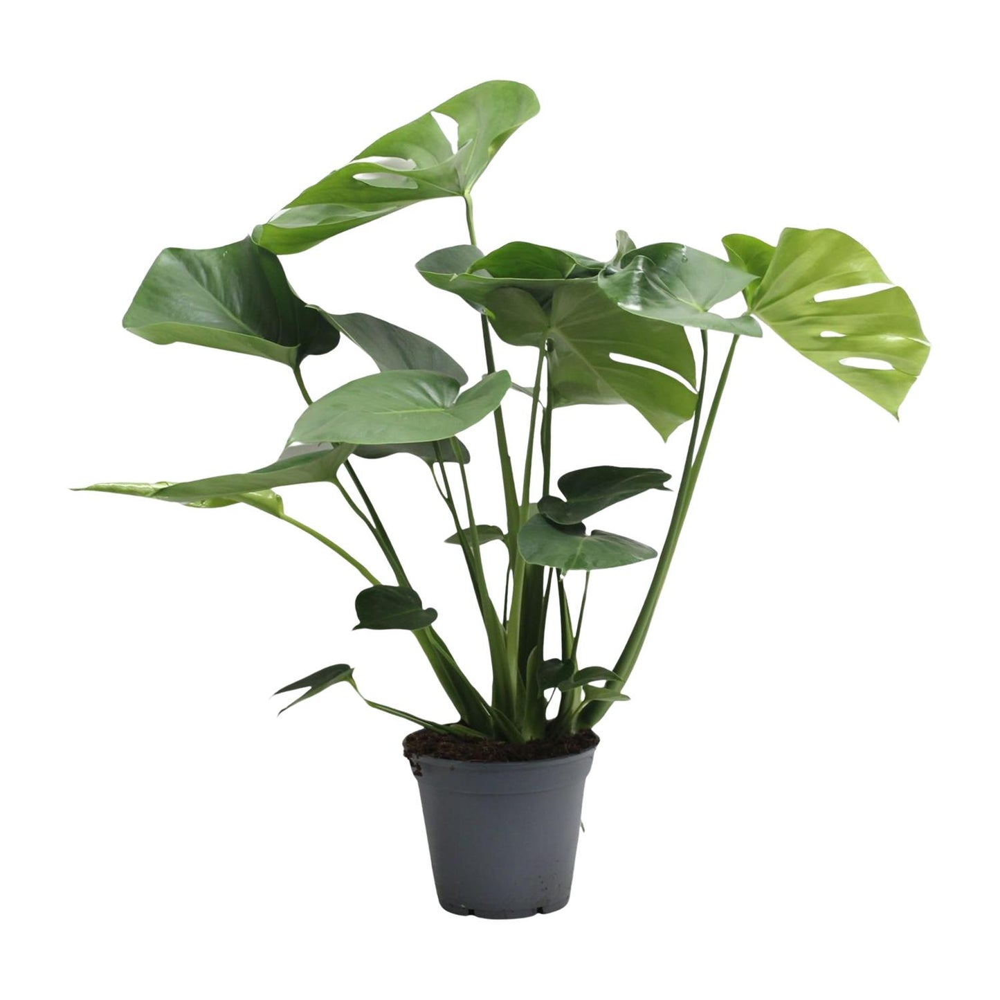 Monstera Deliciosa – Pflegeleichtes Fensterblatt, 65 cm