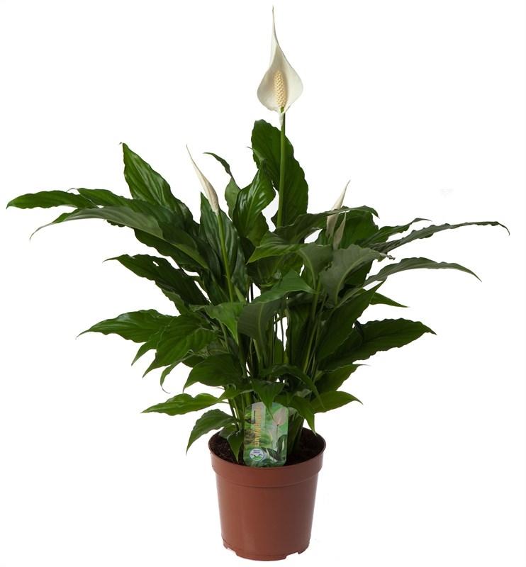 Spathiphyllum 'Sweet Chico' – Luftreinigende Zimmerpflanze Ø17cm