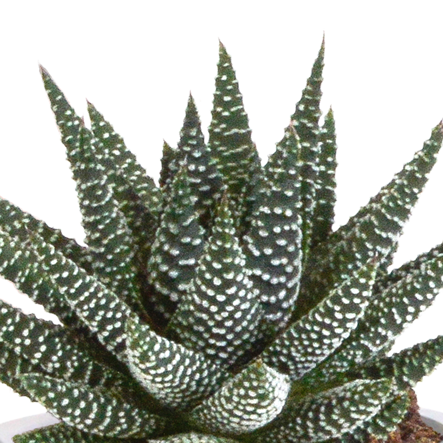 Gasteria & Haworthia Sukkulenten-Mix im Terrakotta-Topf