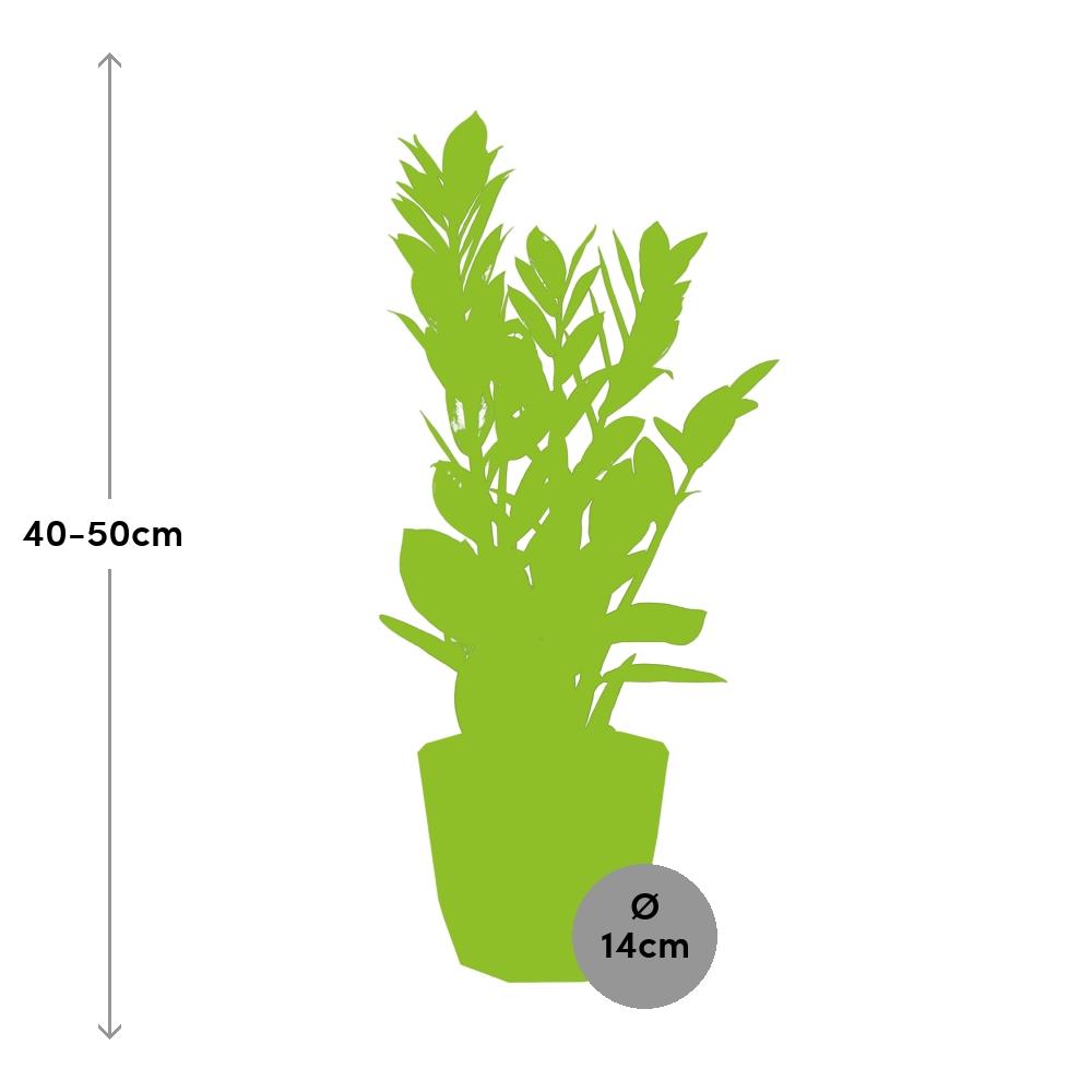 Zamioculcas (ZZ-Pflanze) im ELHO b.for rock Übertopf 14 cm, warm grey